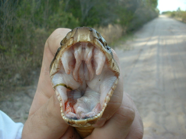 cottonmouth closeup1.JPG [103 Kb]